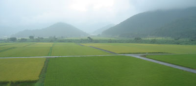 ricefarm01.jpg