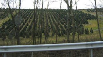 treefarm01.jpg