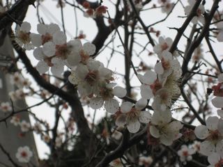 IMG_0100.jpg