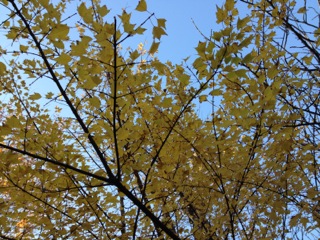 IMG_0281.jpg