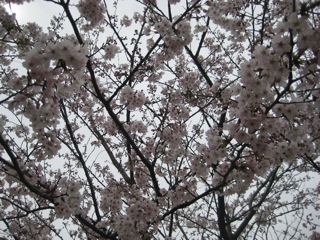 IMG_0830.jpg