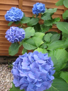 IMG_1572.jpg