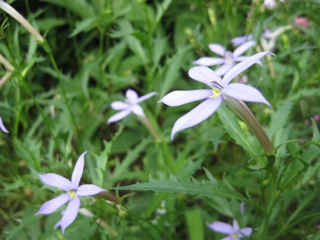 IMG_1865.jpg
