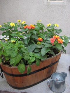 IMG_2718.jpg