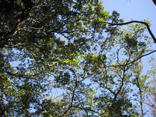 IMG_2740.jpg