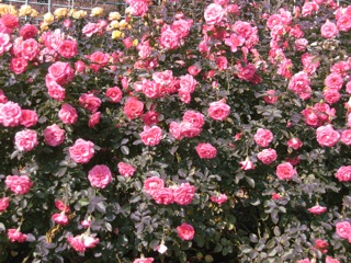 IMG_3281.jpg