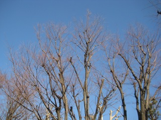 IMG_4012.jpg