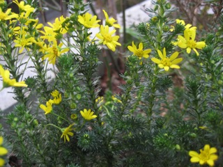 IMG_4161.jpg