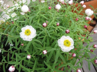 IMG_4372.jpg