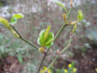 IMG_4565.jpg