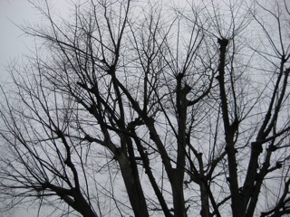 IMG_4577.jpg