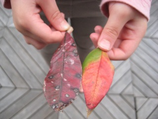 IMG_4592.jpg