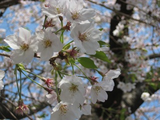 IMG_5146.jpg
