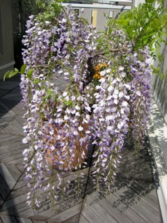 IMG_5259.jpg