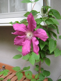 IMG_5570.jpg
