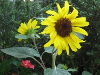 IMG_5826.jpg