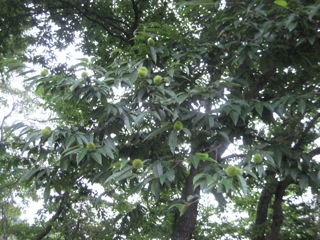 IMG_6340あ.jpg