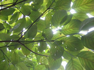 IMG_6436.jpg