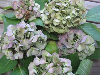 IMG_6444.jpg