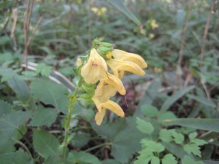 IMG_6520.jpg