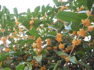 IMG_6626.jpg