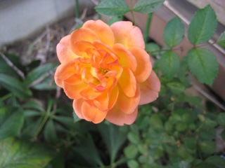 IMG_6848あ.jpg