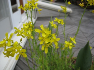 IMG_7681.jpg