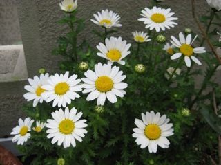 IMG_7733.jpg