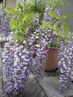 IMG_9890.jpg