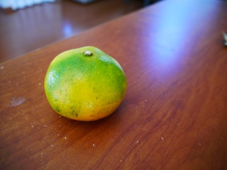 P1000218.jpg