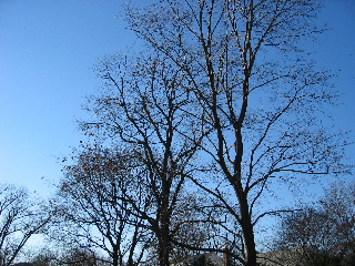 IMG_3690.jpg