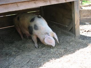 IMG_4534.jpg